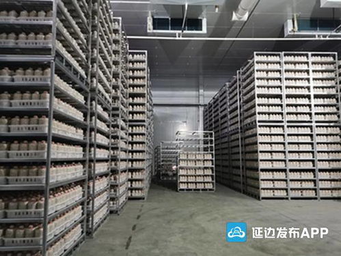 安圖縣杏鮑菇生產(chǎn)基地實(shí)現(xiàn)工廠化生產(chǎn)